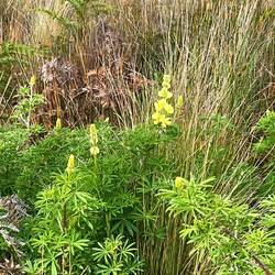 Yellow lupin