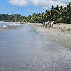 Pferde und viele freilaufende Hunde werden geduldet