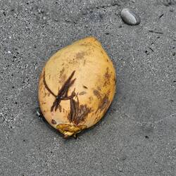 aus der Schale werden Schalen und Trinkbecher gemacht...kommt von den indigenen Völkern