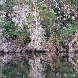 Tree reflecting on the Blackwood River
