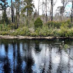 Logs deposited by floods on huon river