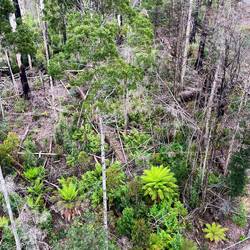 Looking down from air walk