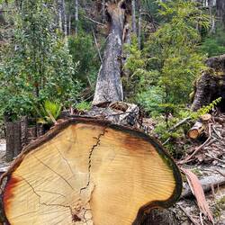 Stringy bark tree felled due to fire damage