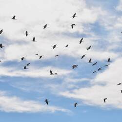 Immer wieder treffen wir hunderte von Störchen an die in den Süden fliegen.