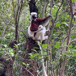 Larvensifaka🤩🤩