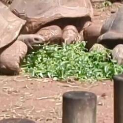 Aldabra Tortoises