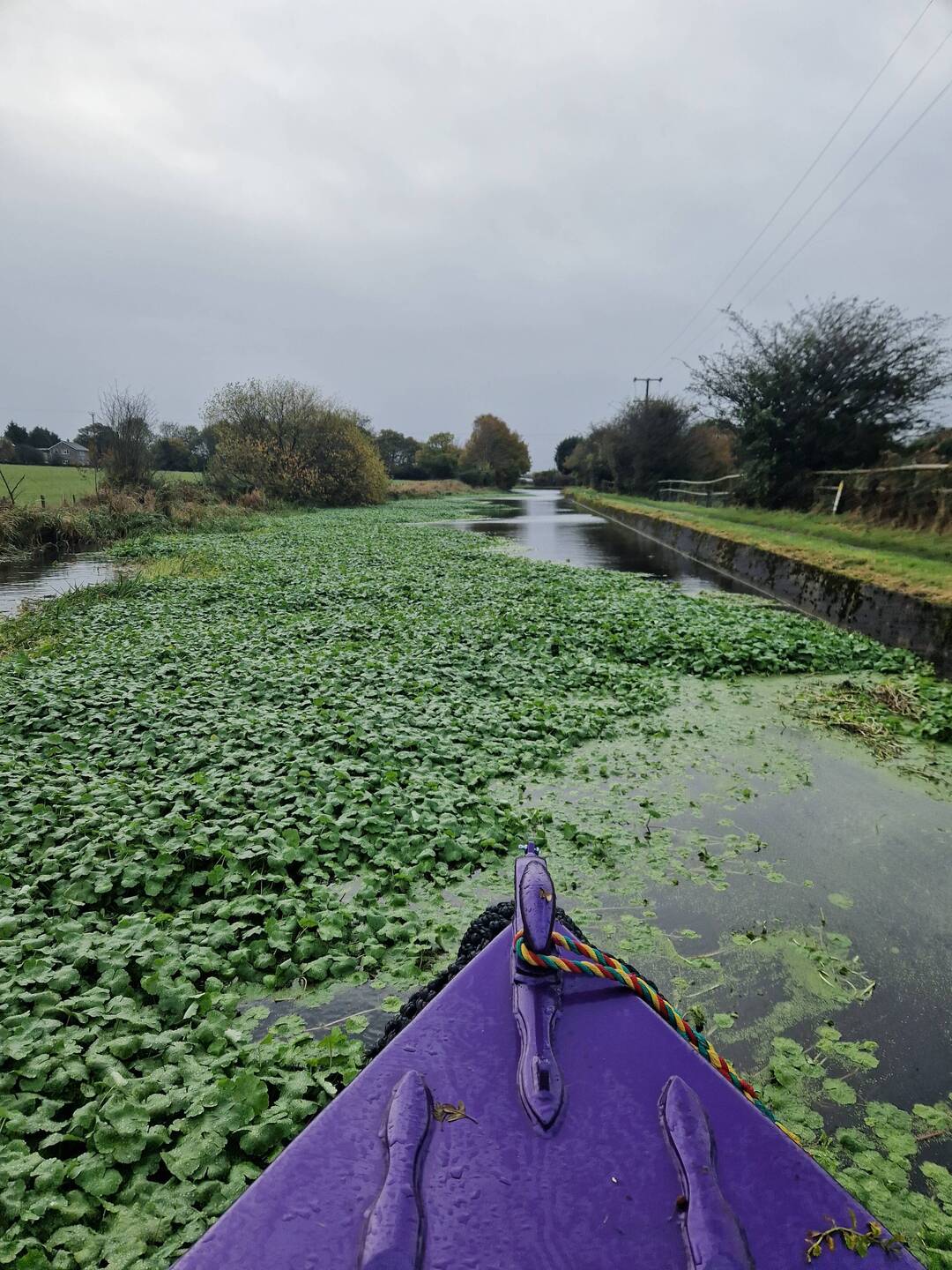 The bane of Pennywort!