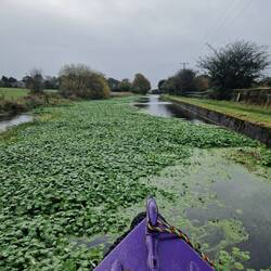 The bane of Pennywort!
