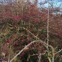 Berry Hill is covered with berry bushes