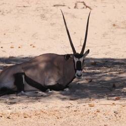 Oryx