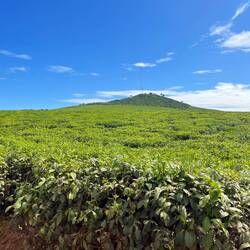 Teeplantage - "African Tea"