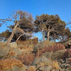 Man sieht den Bäumen an, von wo der Wind hier normalerweise kommt