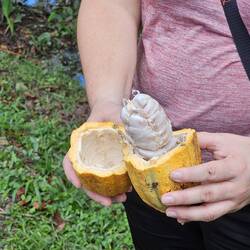 Kakao...wenn die Schale gelb ist, ist die Frucht reif 😉