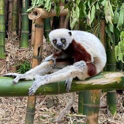 Ein Bewohner des Lemur's Parks
