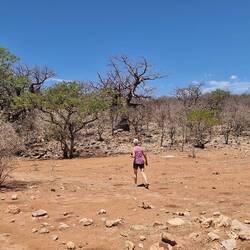 Stopp bei den Baobabs