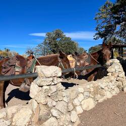 Mule rides are popular