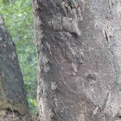 Wer findet die Fledermäuse? 🦇