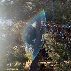 Seth's favorite tree - Mother Tree ⚜️