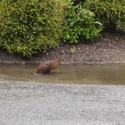 Le croisement entre un poulet et un T-Rex.