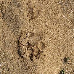 Footprint of a Hyena