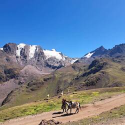 Pferde für diejenigen, die nicht mehr laufen konnten