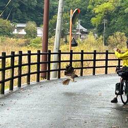 Wow! That bird came close to me and we just stared at each other.
