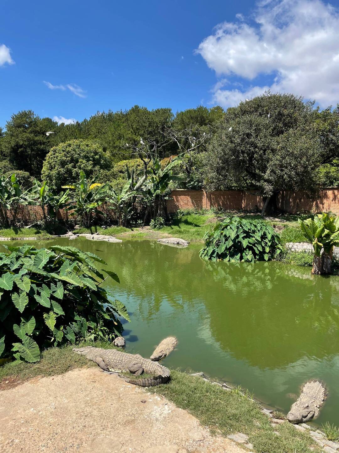 Krokodilfarm 🐊