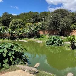 Krokodilfarm 🐊