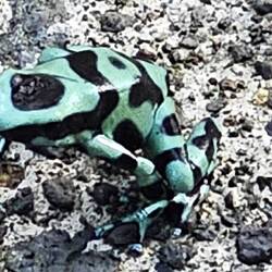 sehr giftiger Frosch