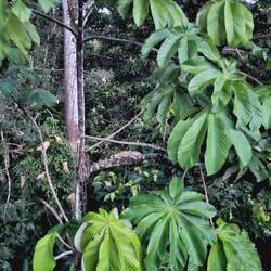 Leguan-Suchbild 😉