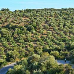 Gefühlt besteht ganz Peloponnes aus Olivenbäumen