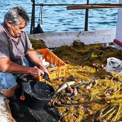 Fangfrischer Fisch in Pylos