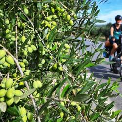 Bald heißt es ernten...