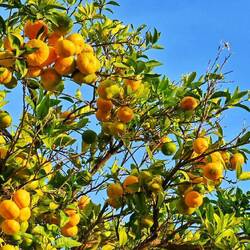 Die Mandarinen fallen oft von den Bäumen und werden nicht gesammelt...für uns mega 😋