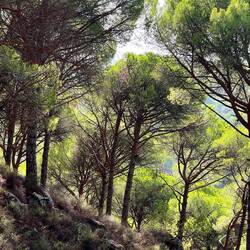 What beautiful woods