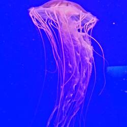 Im Aquarium faszinierend!