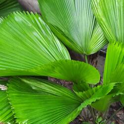 Licuala grandis, die Vanuatu - Strahlenpalme stammt eigentlich aus der Südsee