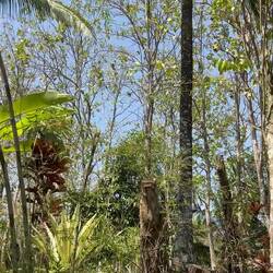 wenn die Zikaden loslegen