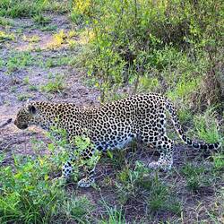 Our second Leopard encounter 😮😍