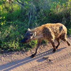 Hyena - not bothered using the road