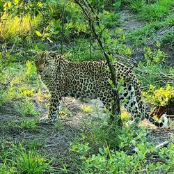 Just before hunting a bunny