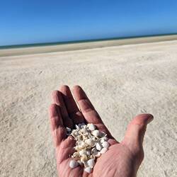 A crazy beach which was entirely shells