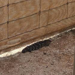 We saw lizards (this is a Shingleback)