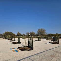 Never seen wind breaks on newly planted trees before