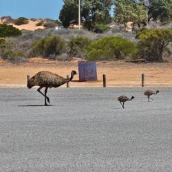 And an emu family