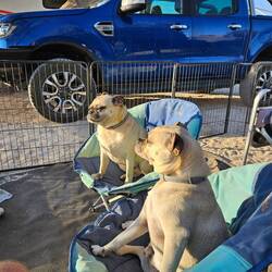 The dogs were living their best life as usual