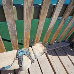 Bo was fascinated by the sharks