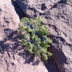 Thuja wächst einfach überall
