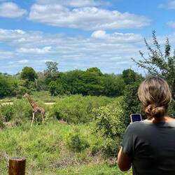 And our first visitor 🦒