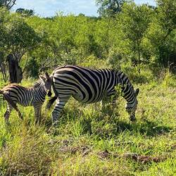 Zebra Family